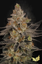Chocolate Wafflez🏆Feminized 3Seeds
