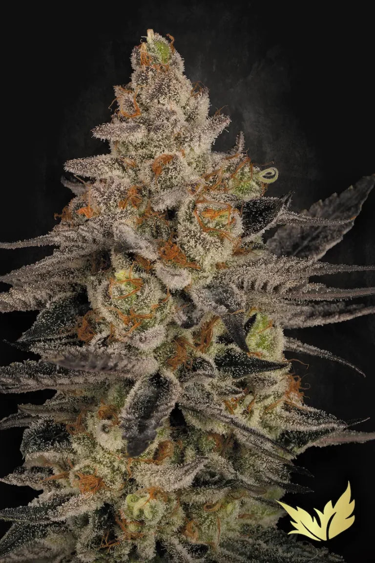 Chocolate Wafflez🏆Feminized 3Seeds