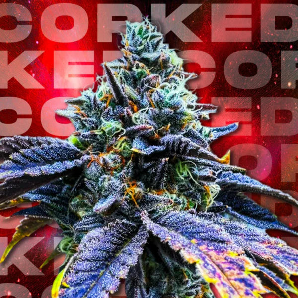Corked 🏆 Feminized 6 Seeds