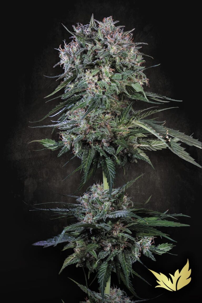 Durga Mata Femenized 3Seeds