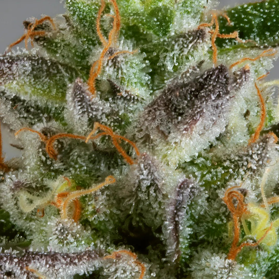 Dutch Dragon🏆Feminized 3Seeds