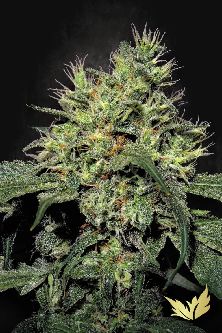Dutch Dragon🏆Feminized 3Seeds