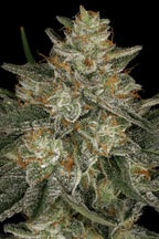 Dutch Kush🏆Feminized 3Seeds