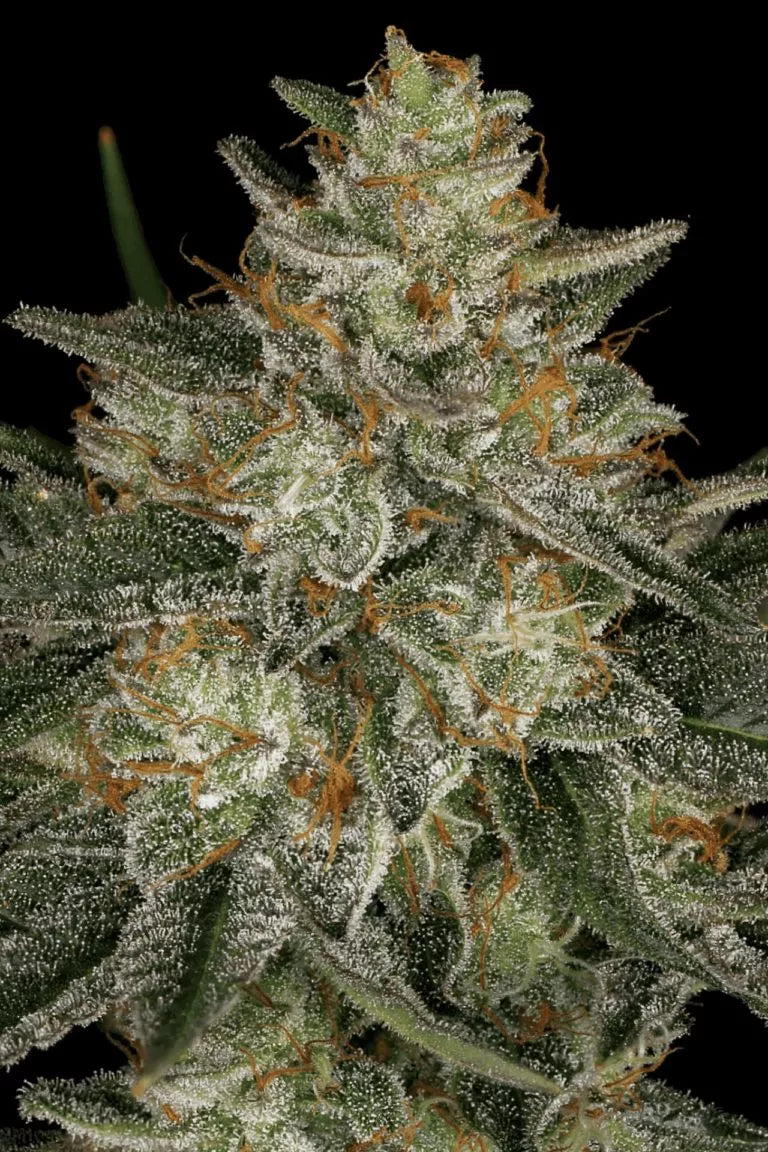 Dutch Kush🏆Feminized 3Seeds
