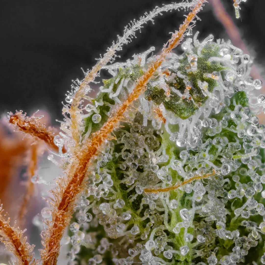 Dutch Kush🏆Feminized 3Seeds