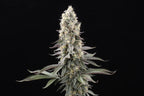 El Dorado OG Feminized 3Seeds