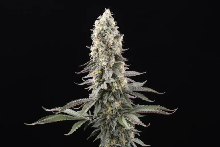 El Dorado OG Feminized 3Seeds