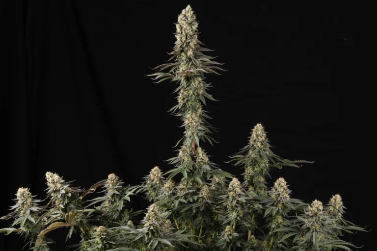 El Dorado OG Feminized 3Seeds