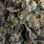 El Dorado OG Feminized 3Seeds