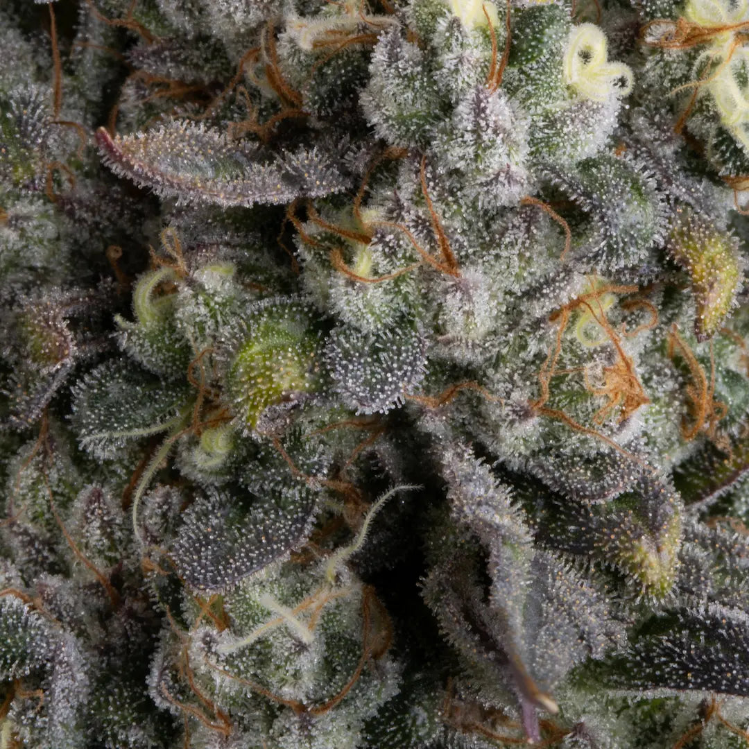 El Dorado OG Feminized 3Seeds