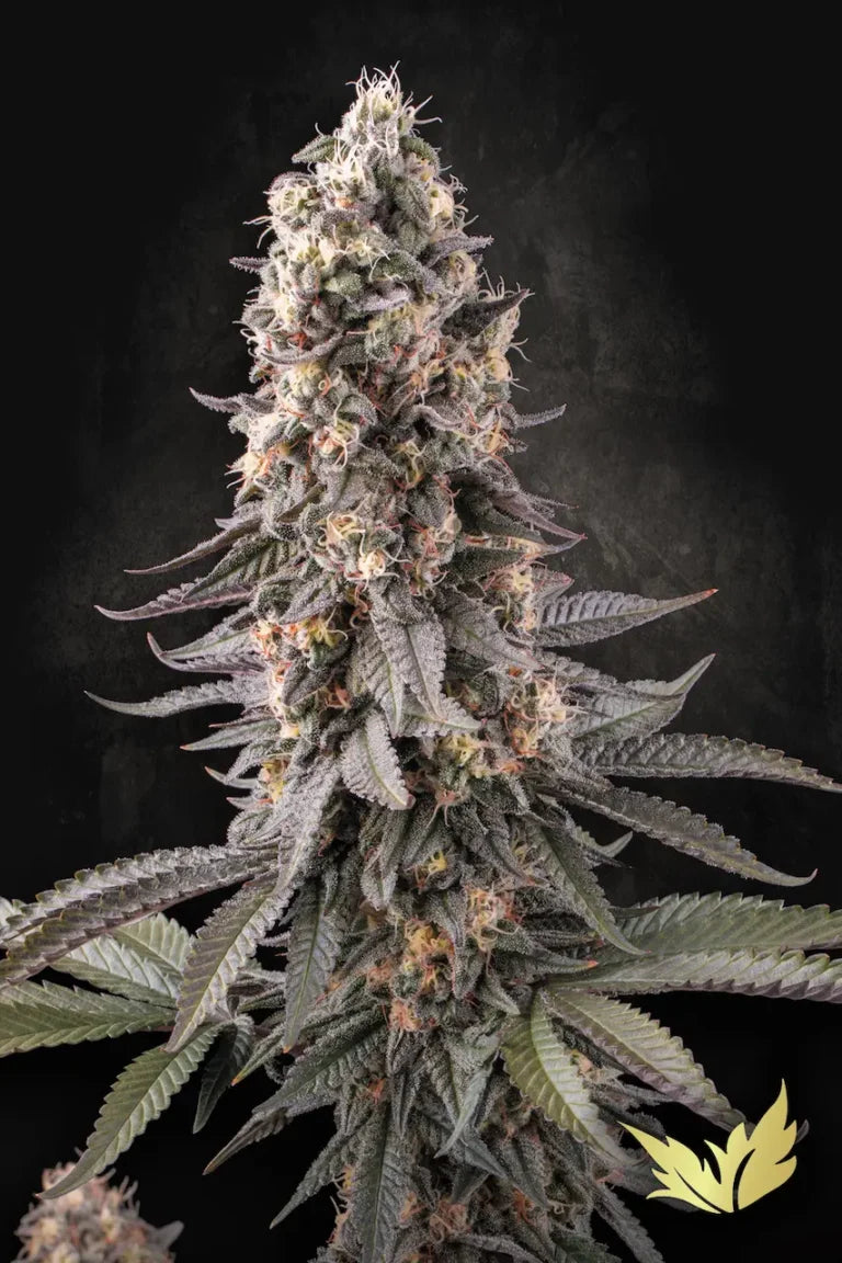 El Dorado OG Feminized 3Seeds