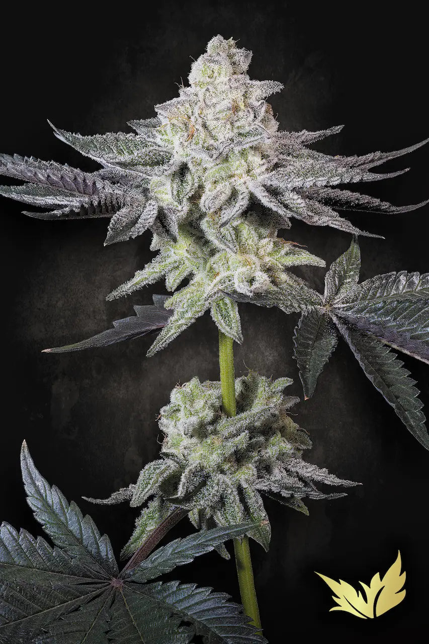 Emerald Envy Feminized 5Seeds