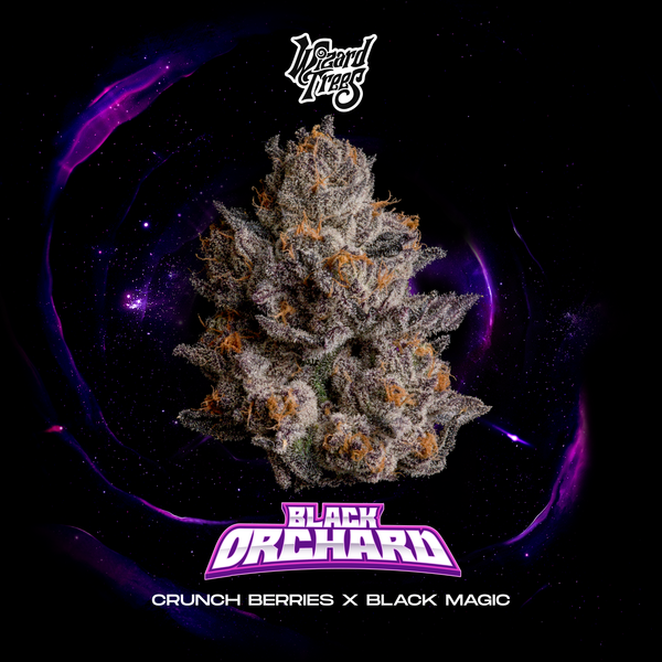 Wizzard Trees, Balck Magic, Black Orchard 3 Seeds