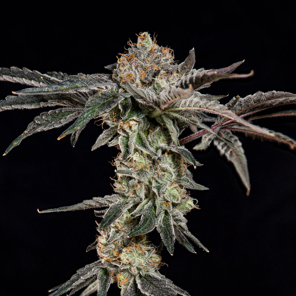 Fine Print🏆Feminized 3 Seeds