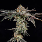 Fine Print🏆Feminized 3 Seeds