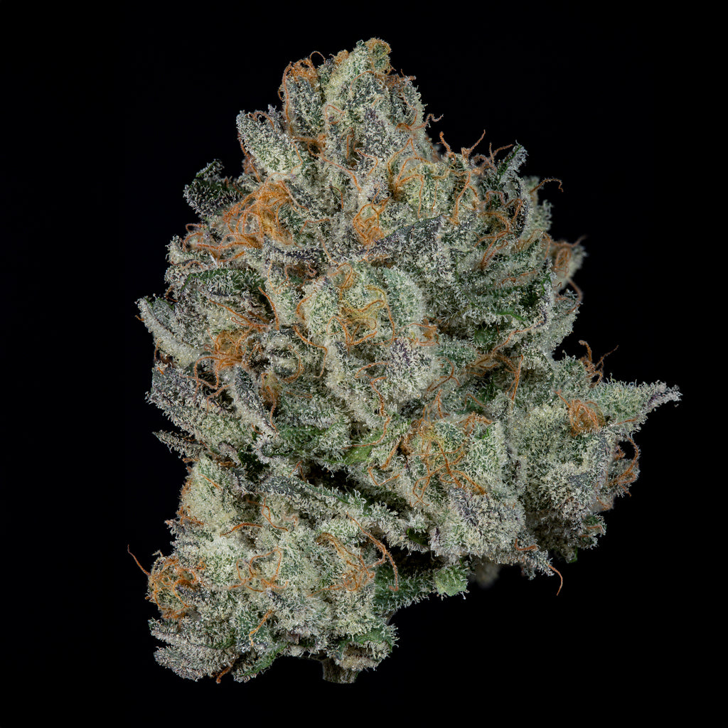 Fine Print🏆Feminized 3 Seeds