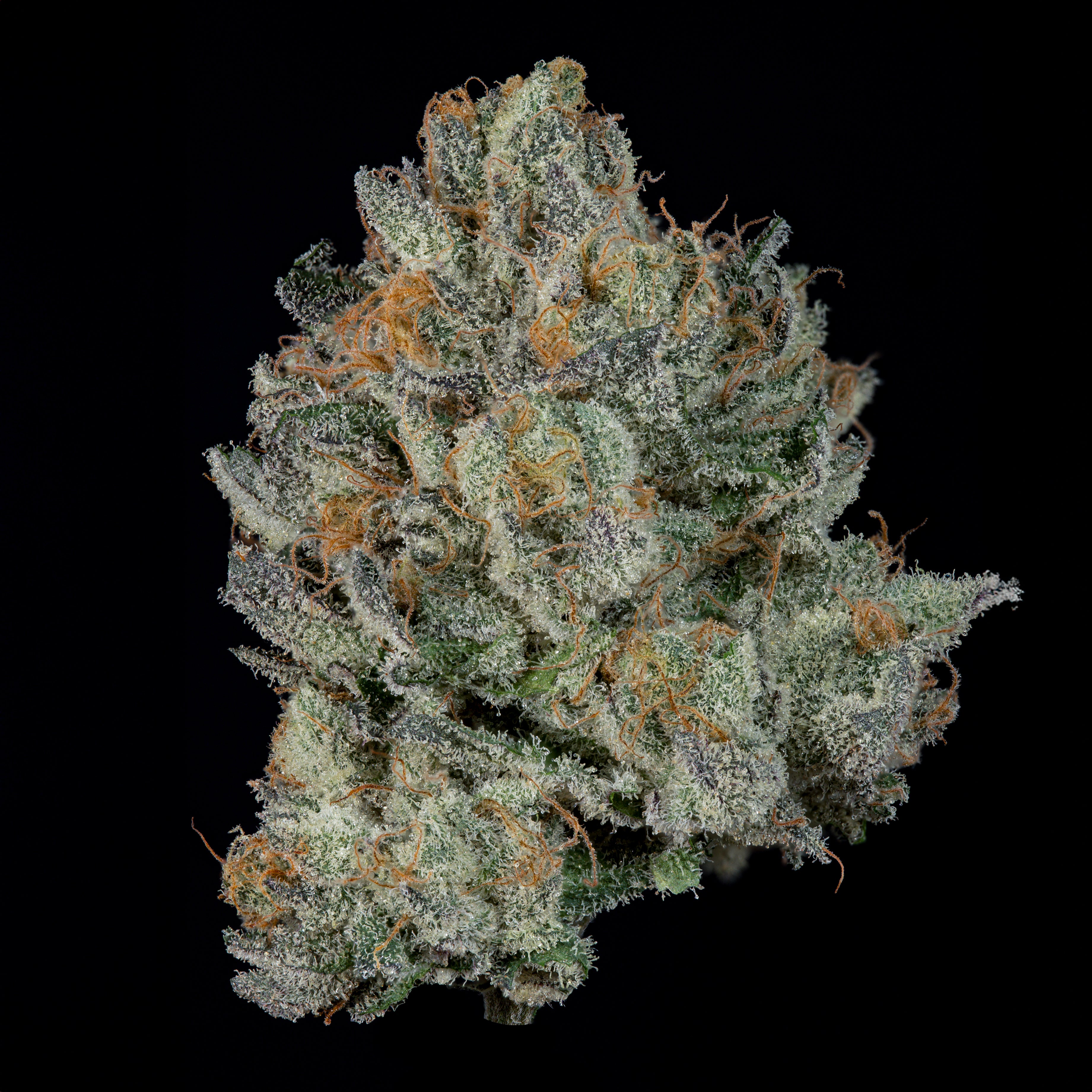 Fine Print🏆Feminized 3 Seeds