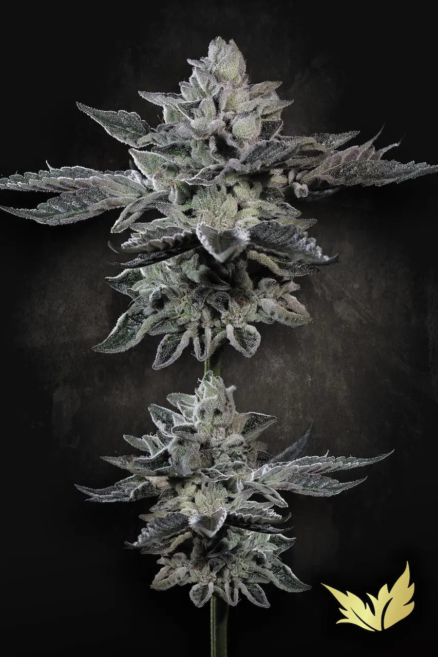 G-Force Feminized 5Seeds