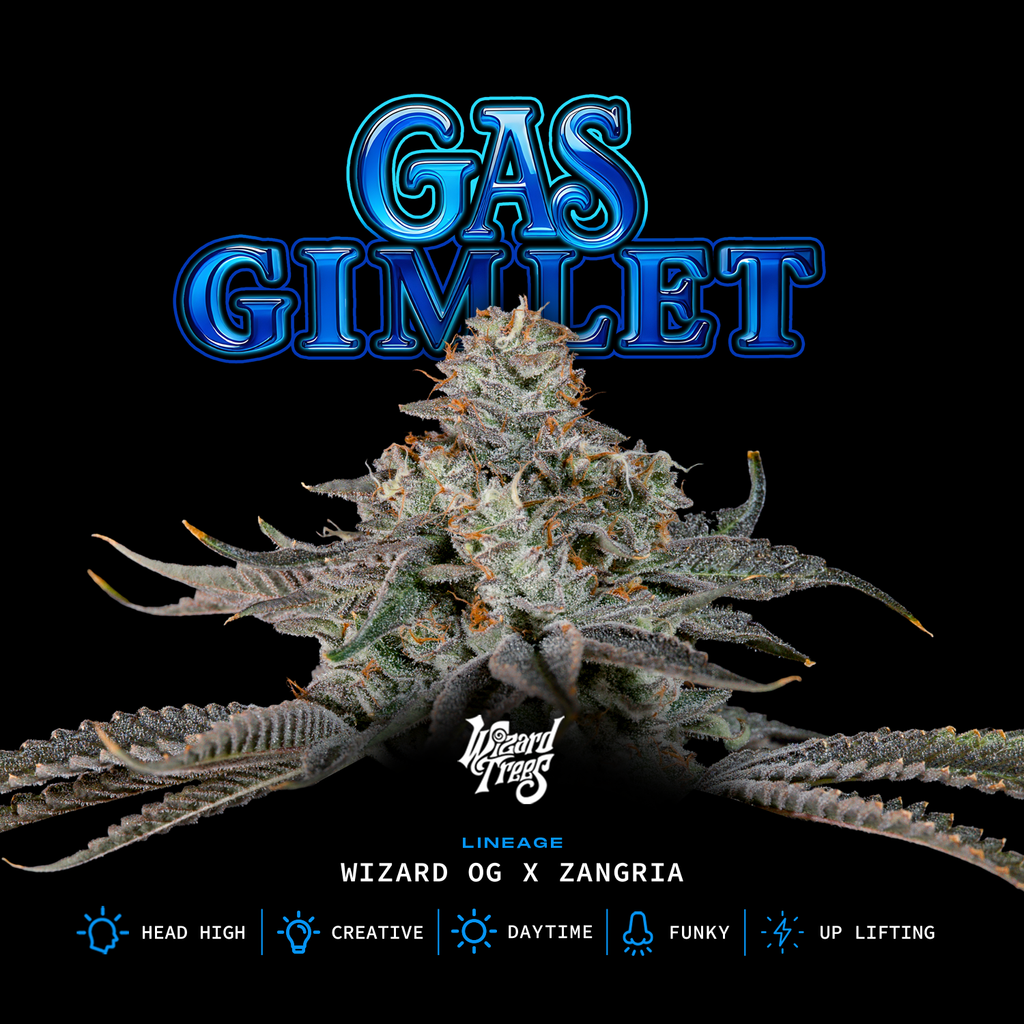 Gas Gimlet 🏆 Feminized 3Seeds