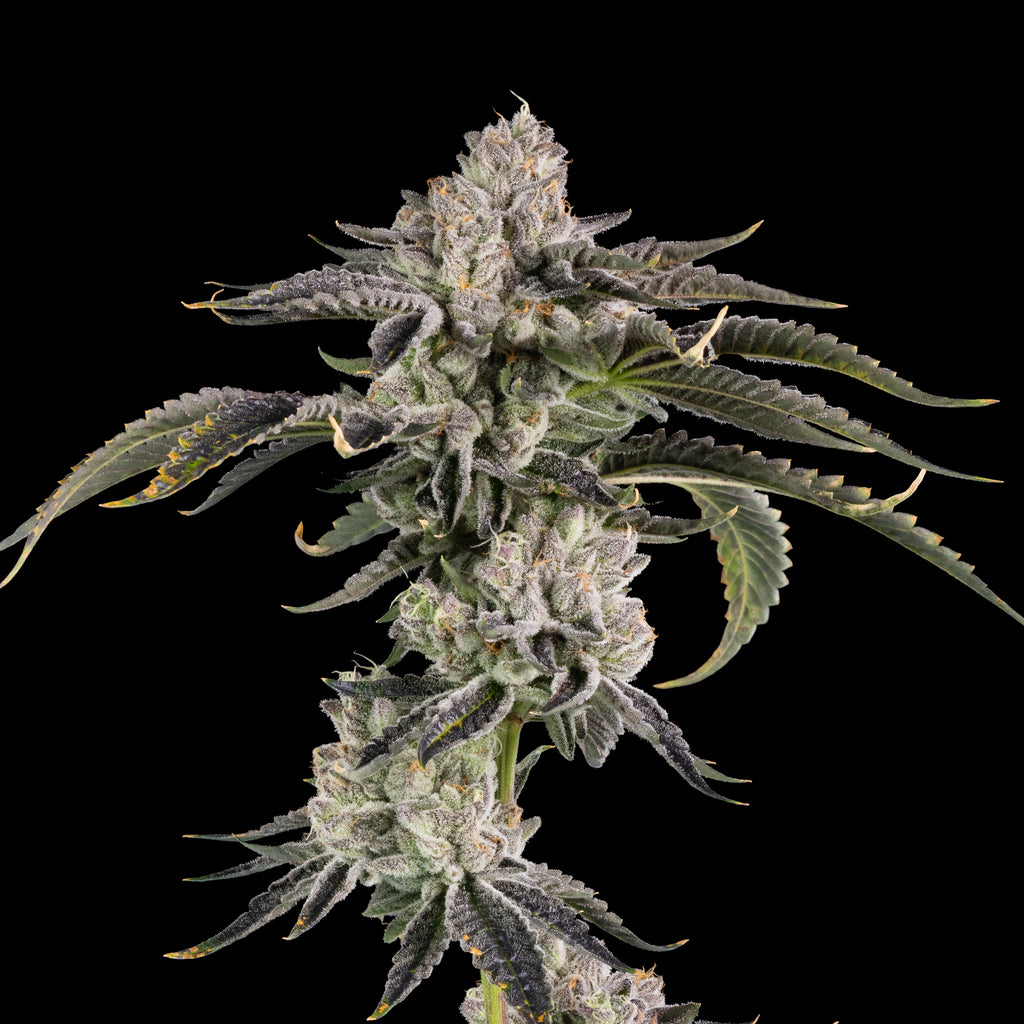 Gridlock 🏆Feminized 3Seeds