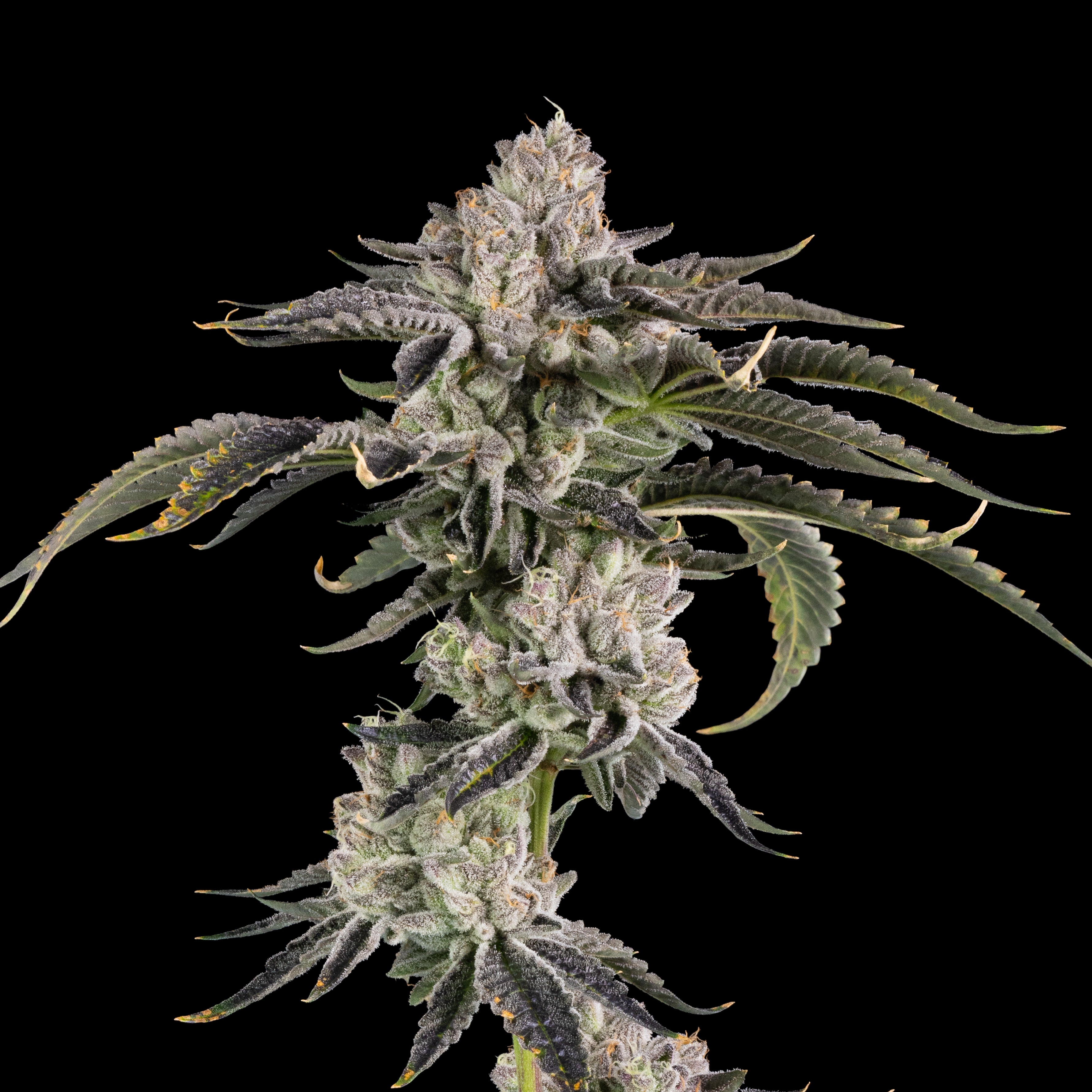 Gridlock 🏆Feminized 3Seeds