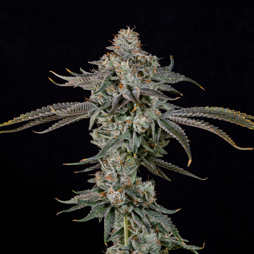 Gas Gimlet 🏆 Feminized 3Seeds