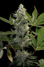 Glowstarz Feminized 3Seeds
