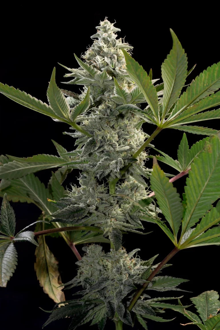 Glowstarz Feminized 3Seeds