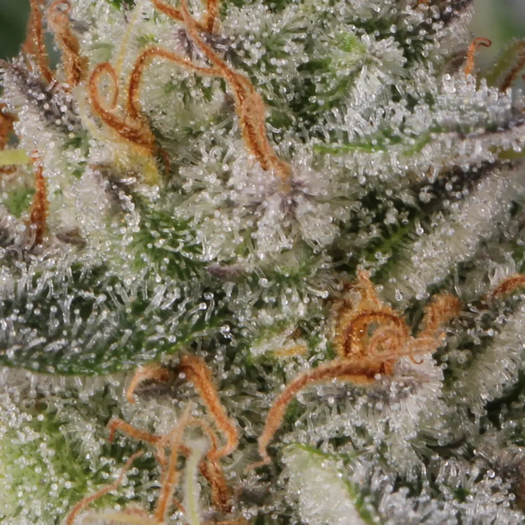 Glowstarz Feminized 3Seeds