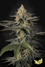 Glowstarz Feminized 3Seeds