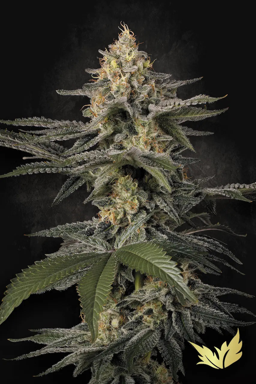 Glowstarz Feminized 3Seeds
