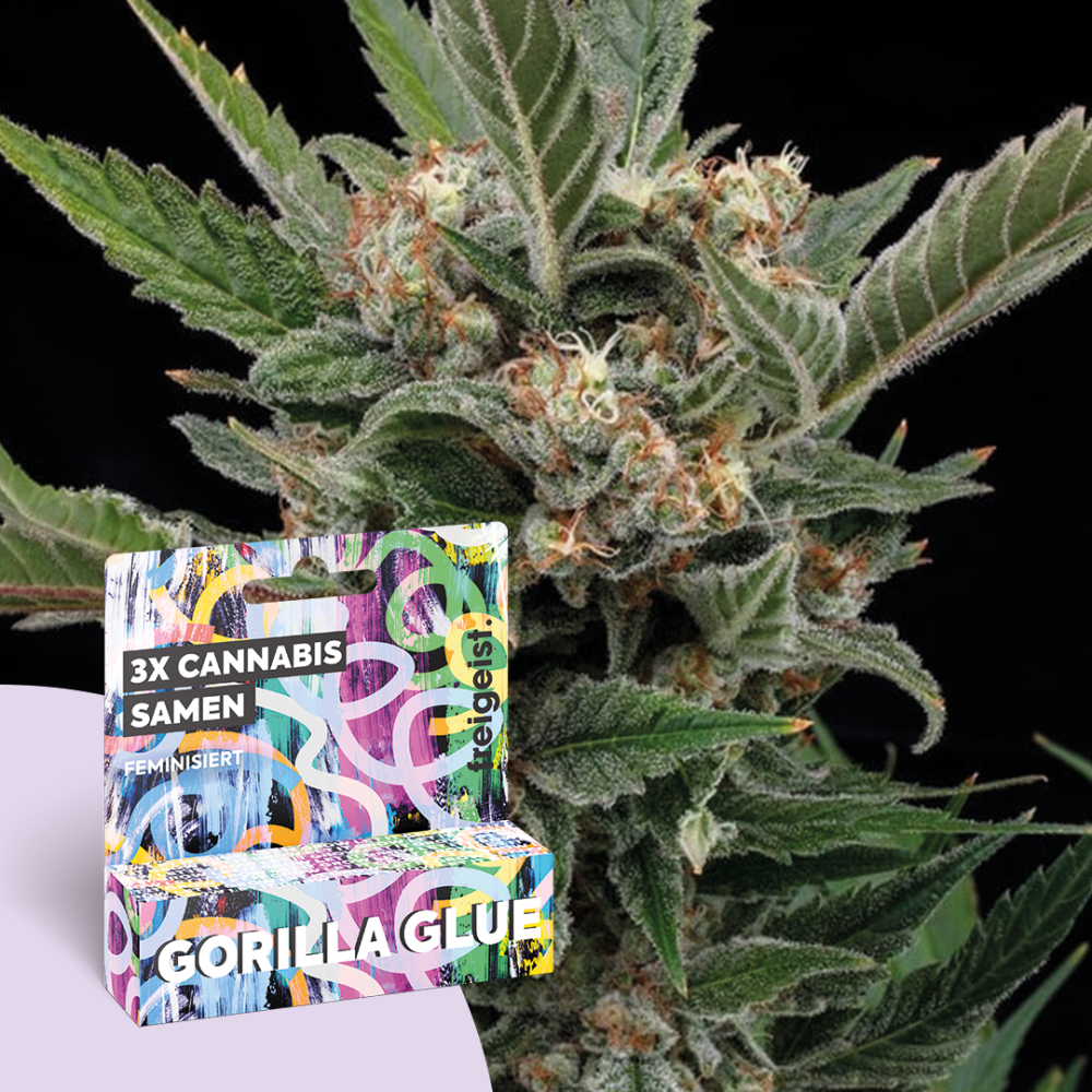 Feminisiert " Gorilla Glue " 3 Stück
