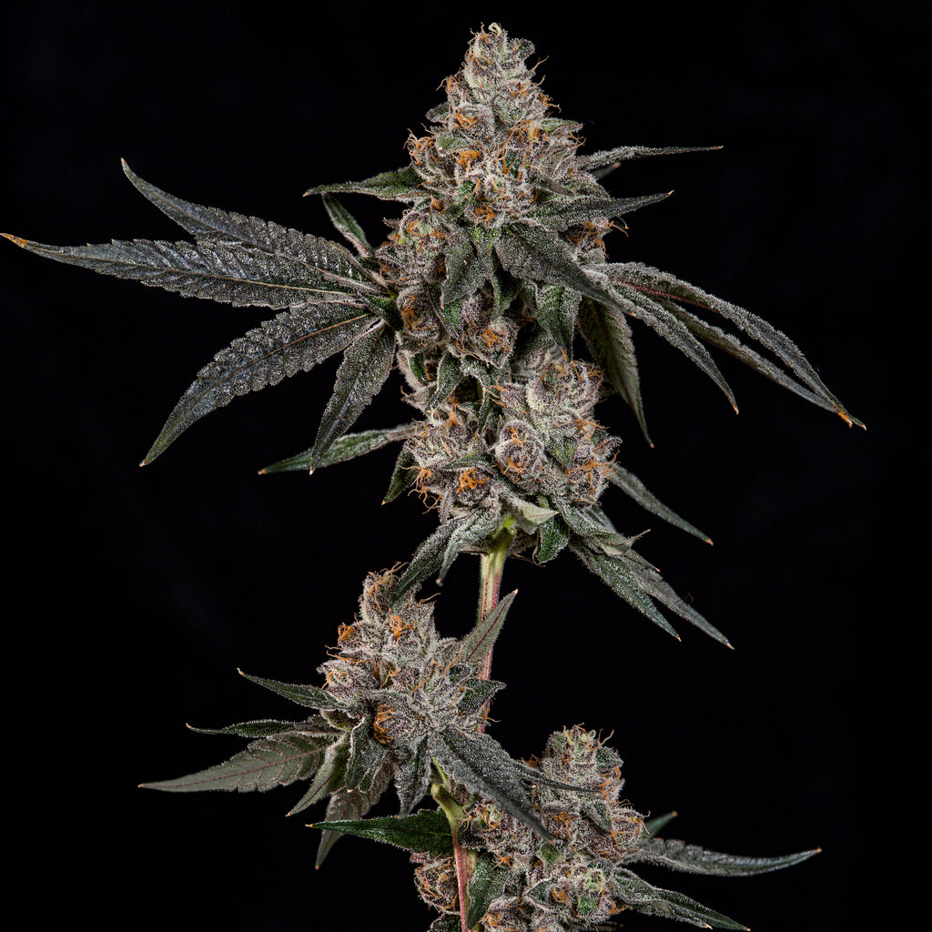 Grand Prixx🏆Feminized 3Seeds