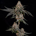 Grand Prixx🏆Feminized 3Seeds
