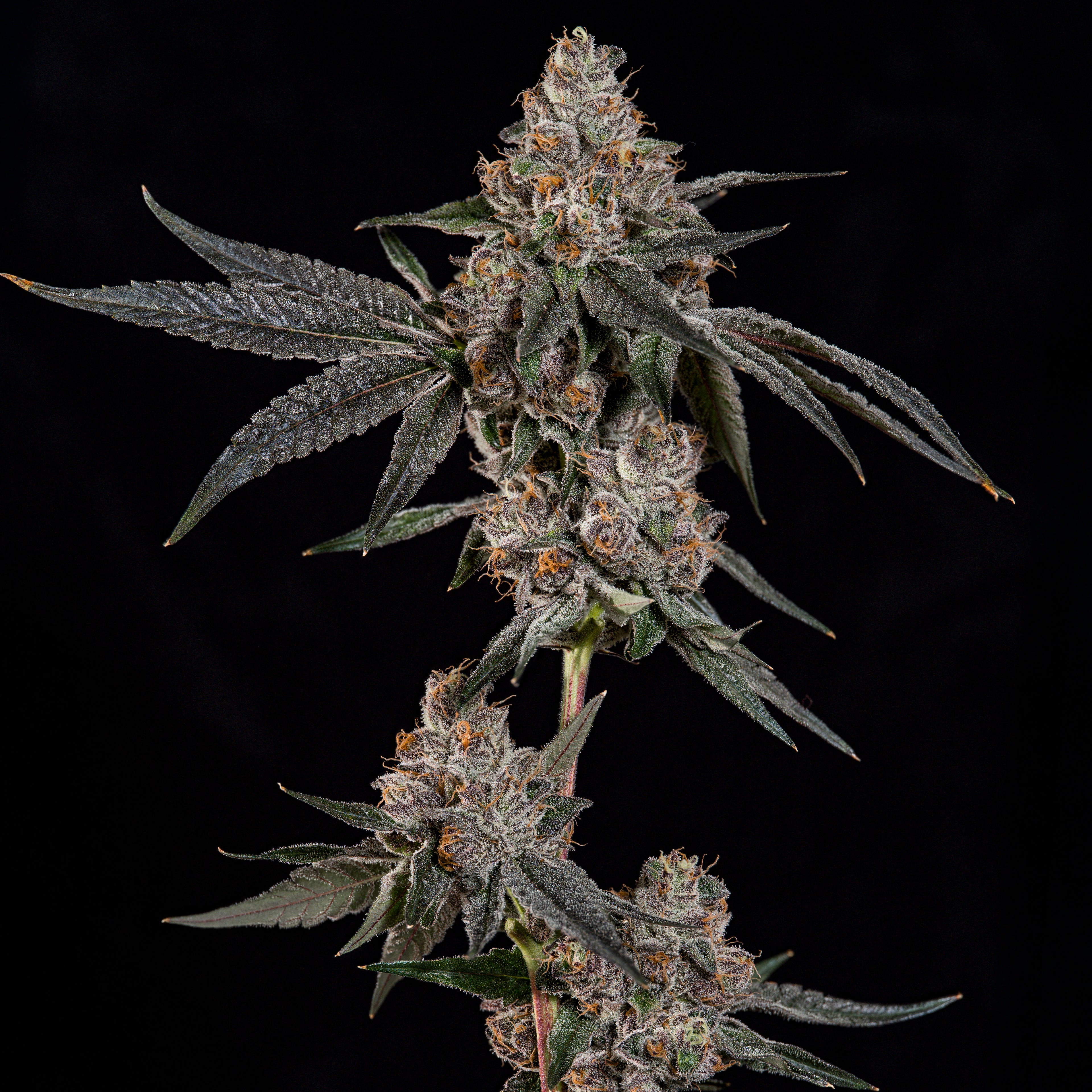 Grand Prixx🏆Feminized 3Seeds