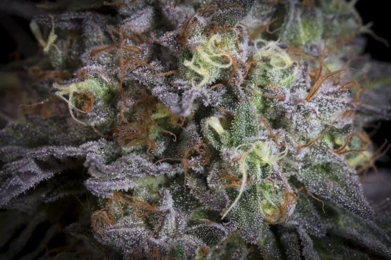 Gulupa🏆Feminized 3Seeds