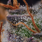 Gulupa🏆Feminized 3Seeds