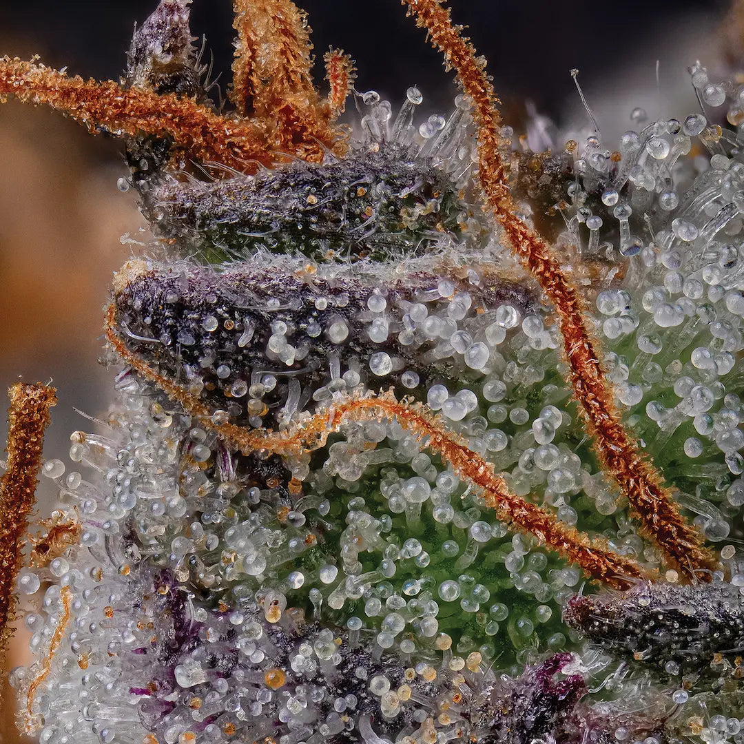 Gulupa🏆Feminized 3Seeds