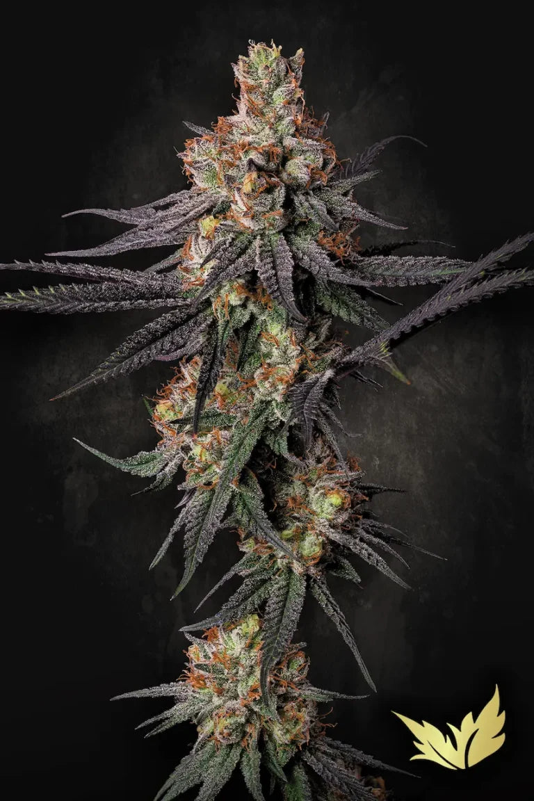 Gulupa🏆Feminized 3Seeds