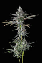 Eye Candy Line Vol.2  - Guwop Green - Feminized 7Seeds