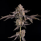 Happy Hour 🏆 Feminized 3Seeds