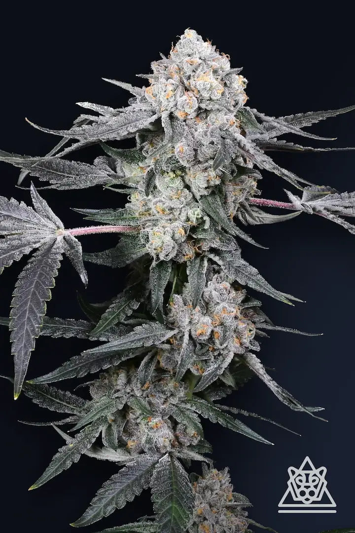 Compound Genetics - High Society - Feminized 5Seeds