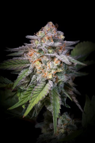 Highway 66 Feminized 3Seeds
