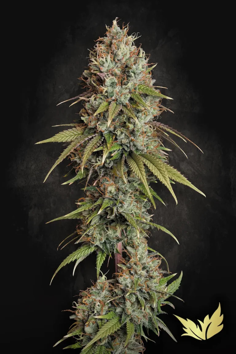 Highway 66 Feminized 3Seeds