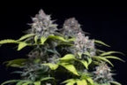 Highway 66 Feminized 3Seeds