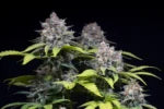 Highway 66 Feminized 3Seeds