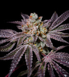 Insanity OG feminisiert, 1Seed
