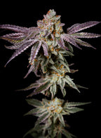 Insanity OG feminisiert, 1Seed