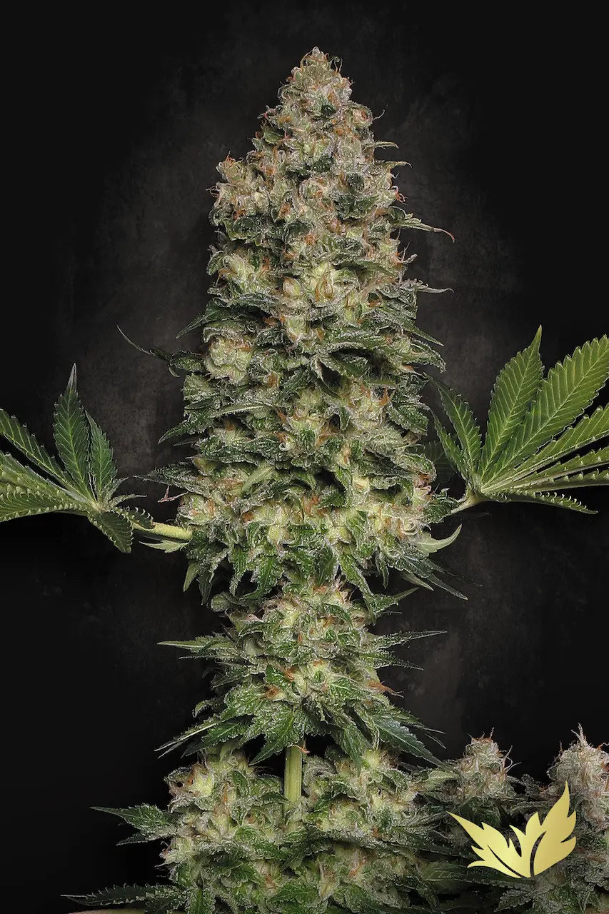 Jacky White🏆 Feminized 3Seeds