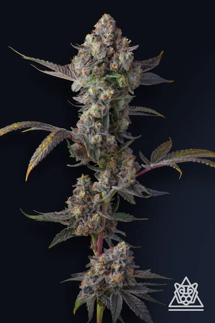 Compount Genetic - Jet Puft - Feminized 5Seeds